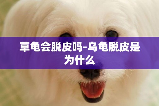 草龜會脫皮嗎-烏龜脫皮是為什么