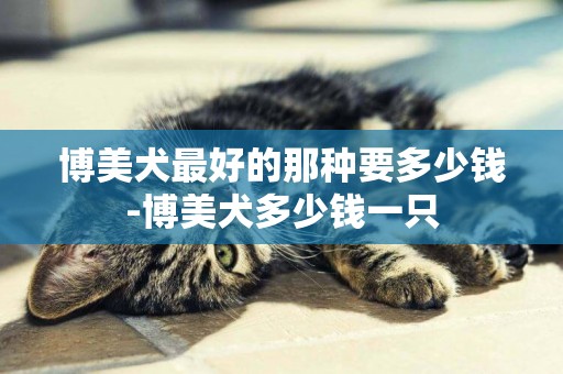 博美犬最好的那種要多少錢-博美犬多少錢一只
