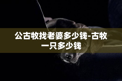 公古牧找老婆多少錢-古牧一只多少錢