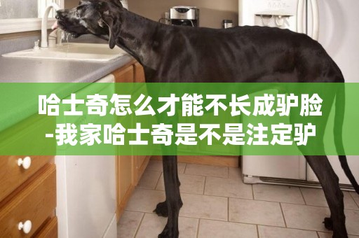 哈士奇怎么才能不長成驢臉-我家哈士奇是不是注定驢臉了