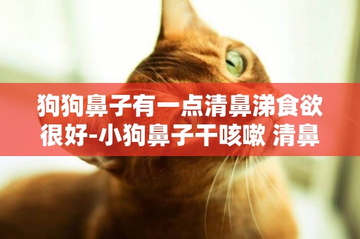 狗狗鼻子有一點清鼻涕食欲很好-小狗鼻子干咳嗽 清鼻涕,食欲好