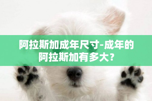 阿拉斯加成年尺寸-成年的阿拉斯加有多大？