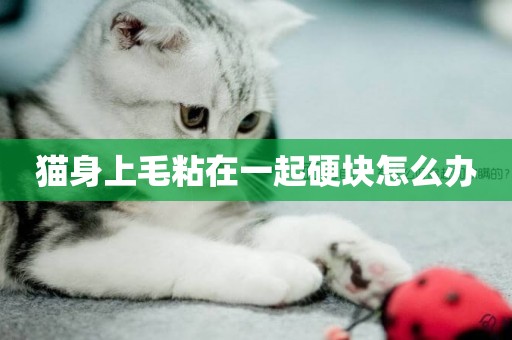 貓身上毛粘在一起硬塊怎么辦