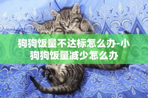 狗狗飯量不達標怎么辦-小狗狗飯量減少怎么辦