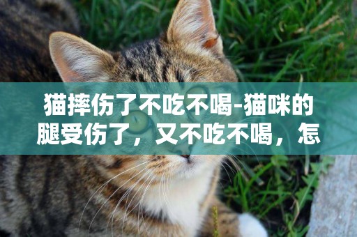 貓摔傷了不吃不喝-貓咪的腿受傷了，又不吃不喝，怎么辦？