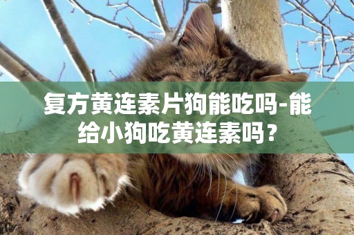 復方黃連素片狗能吃嗎-能給小狗吃黃連素嗎？