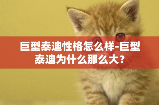 巨型泰迪性格怎么樣-巨型泰迪為什么那么大？