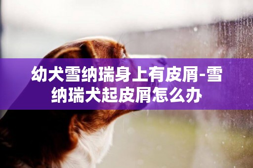 幼犬雪納瑞身上有皮屑-雪納瑞犬起皮屑怎么辦