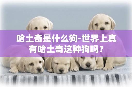 哈土奇是什么狗-世界上真有哈土奇這種狗嗎？