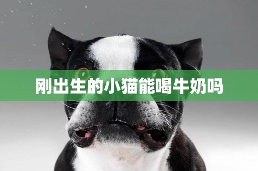剛出生的小貓能喝牛奶嗎