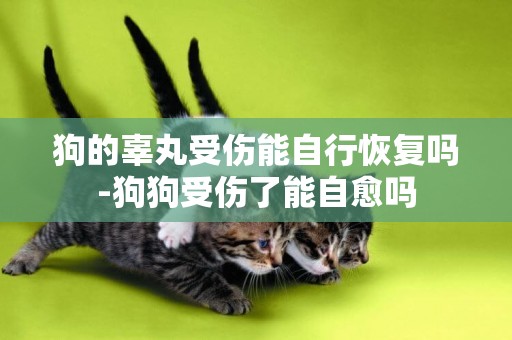 狗的辜丸受傷能自行恢復嗎-狗狗受傷了能自愈嗎