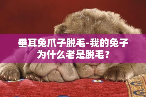 垂耳兔爪子脫毛-我的兔子為什么老是脫毛？