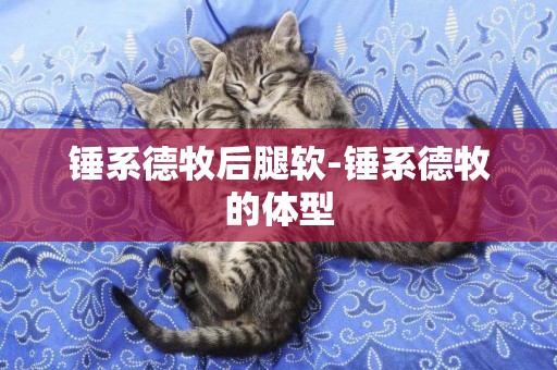 錘系德牧后腿軟-錘系德牧的體型