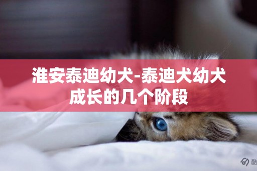 淮安泰迪幼犬-泰迪犬幼犬成長的幾個階段
