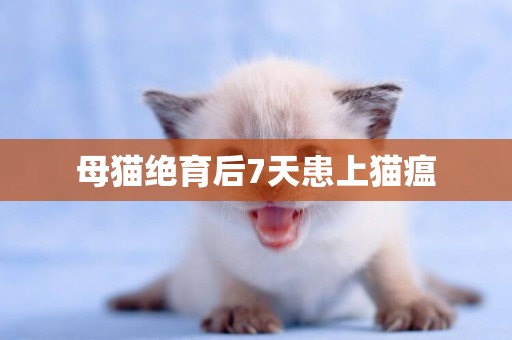 母貓絕育后7天患上貓瘟