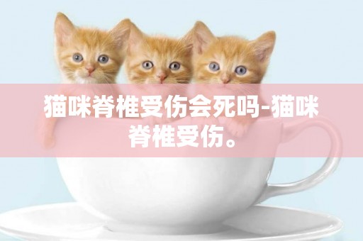 貓咪脊椎受傷會死嗎-貓咪脊椎受傷。