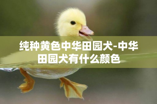 純種黃色中華田園犬-中華田園犬有什么顏色