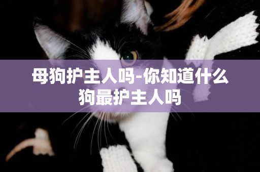 母狗護主人嗎-你知道什么狗最護主人嗎