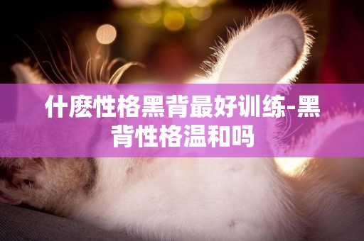 什麼性格黑背最好訓練-黑背性格溫和嗎