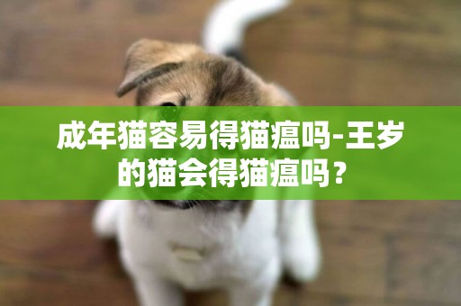 成年貓容易得貓瘟嗎-王歲的貓會得貓瘟嗎？