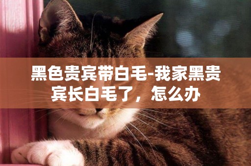 黑色貴賓帶白毛-我家黑貴賓長白毛了，怎么辦