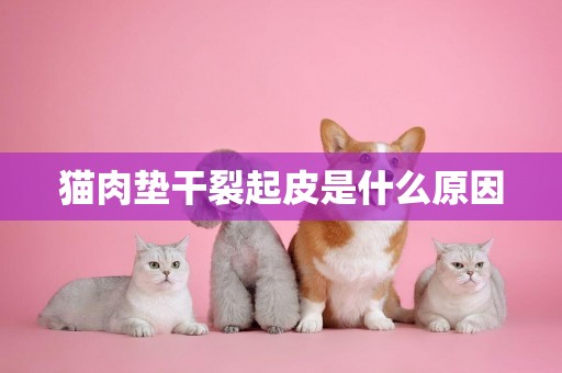 貓肉墊干裂起皮是什么原因