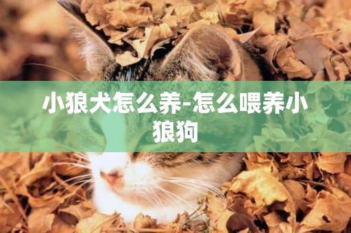 小狼犬怎么養-怎么喂養小狼狗