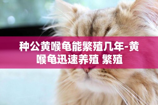 種公黃喉龜能繁殖幾年-黃喉龜迅速養殖 繁殖