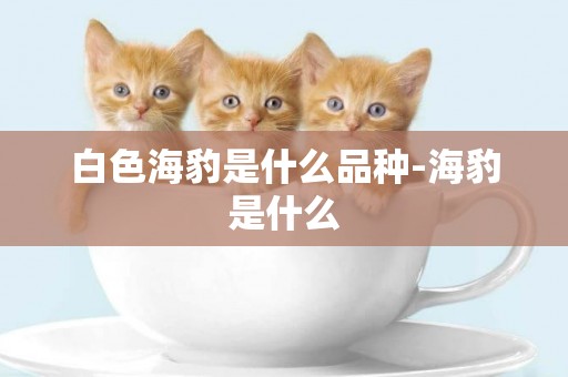 白色海豹是什么品種-海豹是什么