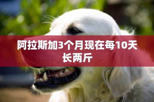 阿拉斯加3個月現在每10天長兩斤