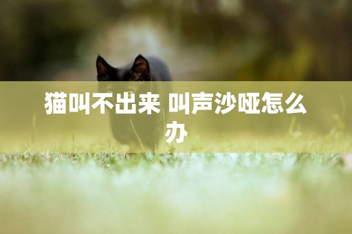 貓叫不出來 叫聲沙啞怎么辦