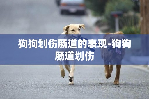 狗狗劃傷腸道的表現-狗狗腸道劃傷