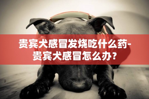 貴賓犬感冒發燒吃什么藥-貴賓犬感冒怎么辦？