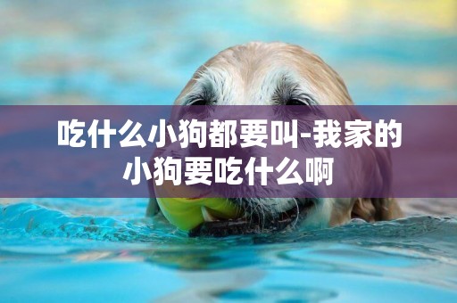 吃什么小狗都要叫-我家的小狗要吃什么啊