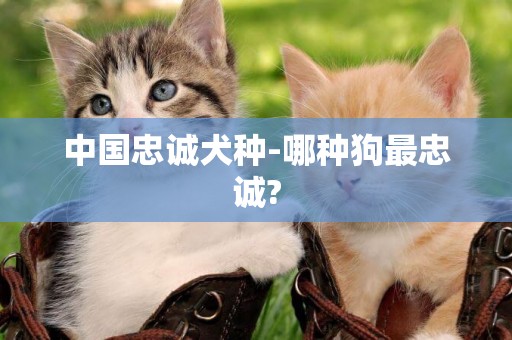 中國忠誠犬種-哪種狗最忠誠?