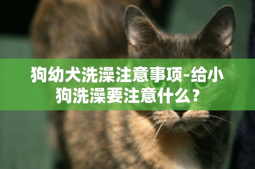 狗幼犬洗澡注意事項-給小狗洗澡要注意什么？