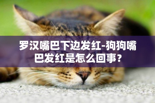 羅漢嘴巴下邊發紅-狗狗嘴巴發紅是怎么回事？