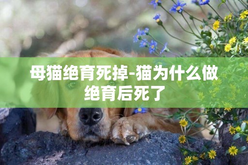 母貓絕育死掉-貓為什么做絕育后死了