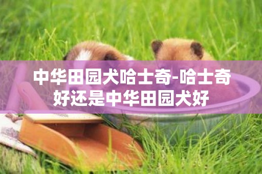 中華田園犬哈士奇-哈士奇好還是中華田園犬好