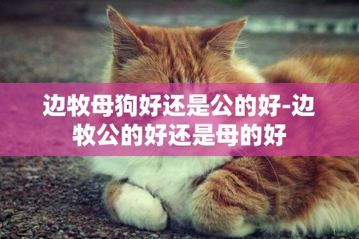 邊牧母狗好還是公的好-邊牧公的好還是母的好