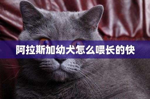 阿拉斯加幼犬怎么喂長的快