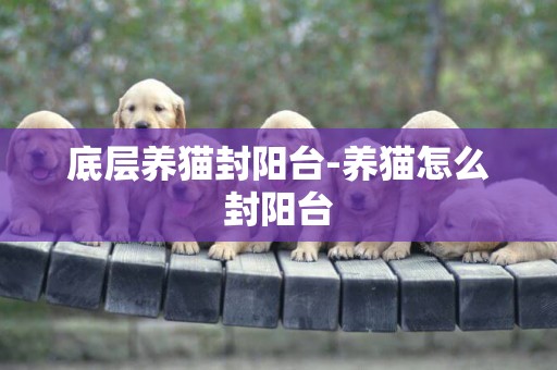 底層養貓封陽臺-養貓怎么封陽臺