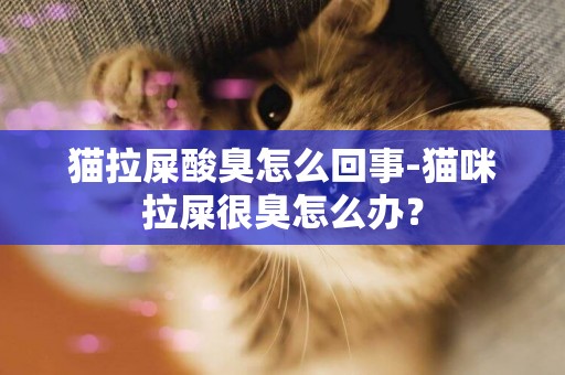 貓拉屎酸臭怎么回事-貓咪拉屎很臭怎么辦？