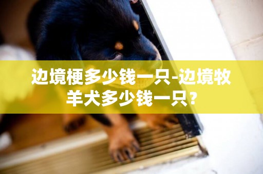 邊境梗多少錢一只-邊境牧羊犬多少錢一只？