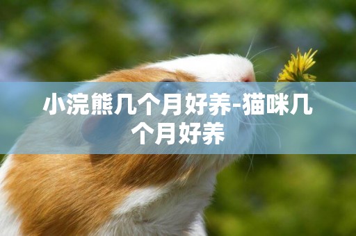 小浣熊幾個月好養-貓咪幾個月好養