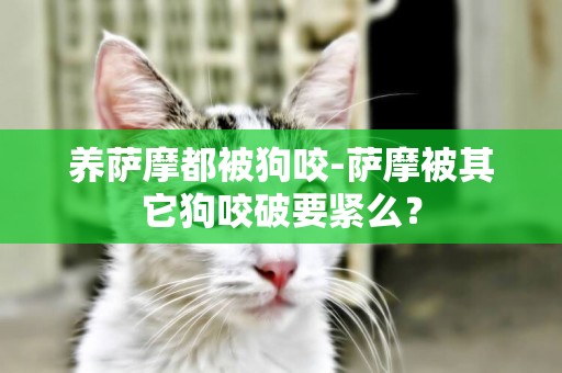 養薩摩都被狗咬-薩摩被其它狗咬破要緊么？
