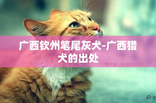 廣西欽州筆尾灰犬-廣西獵犬的出處