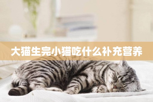 大貓生完小貓吃什么補充營養