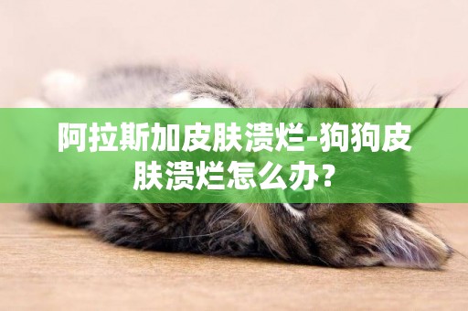 阿拉斯加皮膚潰爛-狗狗皮膚潰爛怎么辦？