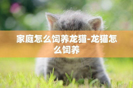 家庭怎么飼養龍貓-龍貓怎么飼養